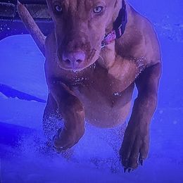 Vizsla Puppies from Two Ponds Farm Vizslas