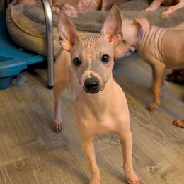 Ocotillo - Red and white male American Hairless Terrier puppy in Phoenix, Arizona from Bare Valley