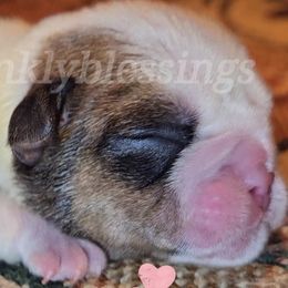 Clover - Red brindle and white Bulldog puppy in Granville, Iowa from Wrinkly Blessings English Bulldogs