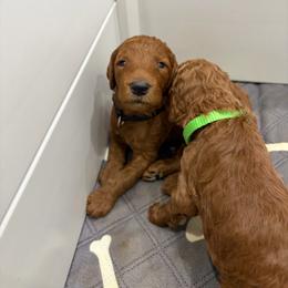 Black collar - Red  male Poodle puppy in San Benito, Texas from Irene's Poodles