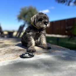 Border Collie and Miniature Schnauzer Puppies from Circle R Sidney