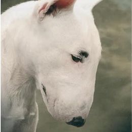 Boston Terriers and Miniature Bull Terriers from Paniola Farms