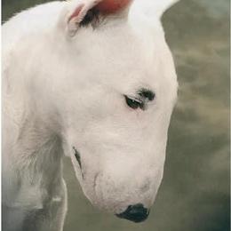 Boston Terriers and Miniature Bull Terriers from Paniola Farms
