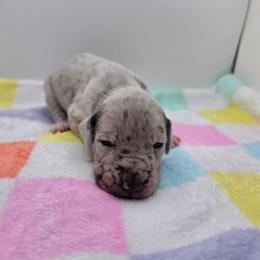 Charlotte - Merle female Great Dane puppy in Kannapolis, North Carolina from Carolina Great Danes & Toy Poodles