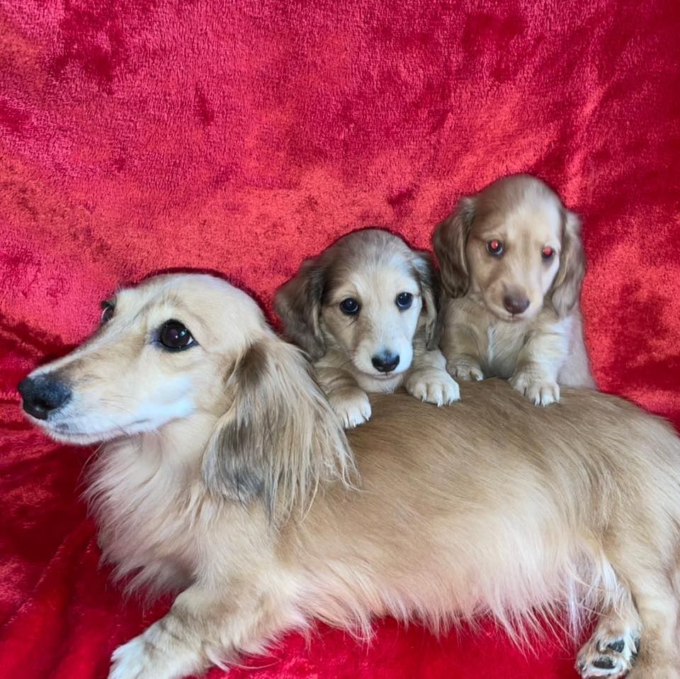 Ruff Haus Dachshunds in Maine Dachshund puppies Good Dog