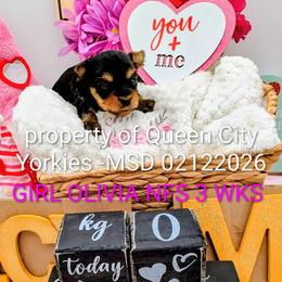 Olivia - Black and tan female Yorkshire Terrier puppy in Charlotte, North Carolina from Queen City Yorkies