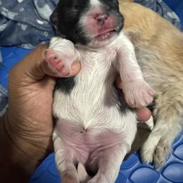 BLISS - Brindle and white female Shih Tzu puppy in Southaven, Mississippi from Fluff and Tuff Shih Tzus