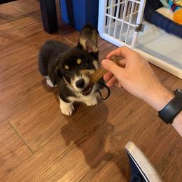 American Corgi and Pembroke Welsh Corgi Puppies from Koko's Kennels