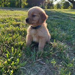 Willie - Golden male Golden Retriever puppy in Hendersonville, North Carolina from Apple Country Retrievers