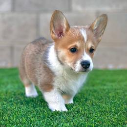 Pembroke Welsh Corgi Puppies from Enok Corgis