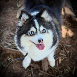 Spookie - Pomsky