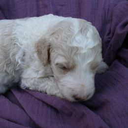 "Maple at 3 weeks old" Poodle Puppies from Amazing Grace Standard Poodles