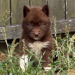 Texas - Red and white male Siberian Husky puppy in Warrenville, South Carolina from StormVale Siberian Huskies