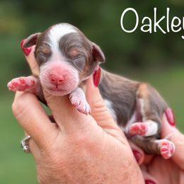 Oakley - Tri-color male Bernedoodle puppy in Newnan, Georgia from Wagging Tailz Pups