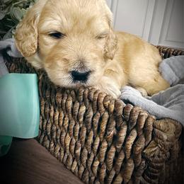 Iris- teal collar female - Cream female Goldendoodle puppy in Silsbee, Texas from Barkley Lane Doodles LLC