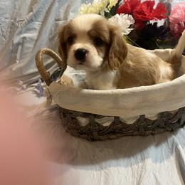 Hudson - Blenheim Cavalier King Charles Spaniel puppy in from Cooltomin Cavaliers