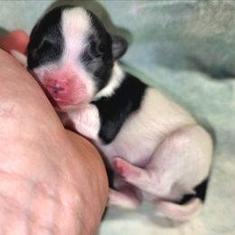 Boy 1 - Black and white male Companion Cross puppy in Davenport, Washington from Lovely Ladies and Little Asses Miniature Equines (L3A Pomeranians & Papillons)