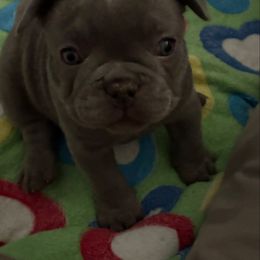 Ash - Blue male French Bulldog puppy in West Hempstead, New York from Long Island Frenchie