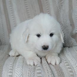 Girl 6 Lilac - White female Great Pyrenees puppy in Yakima, Washington from Naches Heights Ranch