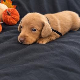 Simba AKC - 4,500 - Chocolate male Dachshund puppy in Indian Trail, North Carolina from Hilda’s Teenie Weenies