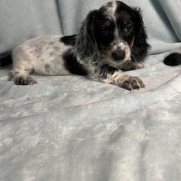Henry - Piebald male Dachshund puppy in Norco, California from Norco dachshunds
