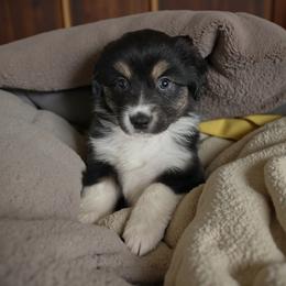 Molly - Black tri female Miniature Australian Shepherd puppy in Placerville, California from JRW COLDSPRINGS MINI AUSSIE’S