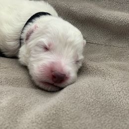 German Shepherd Puppies from Park Hill German Shepherds