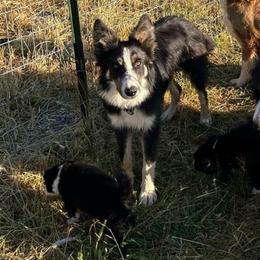 Woods - Tri-color male Border Collie puppy in Rocky, Oklahoma from SoCal/Promise Land Border Collies