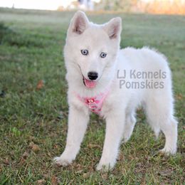 Buttercup - White female Pomsky puppy in Centerville, Iowa from LJ Kennels Pomskies, LLC