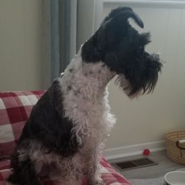 Dutton - Miniature Schnauzer