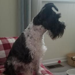 Dutton - Miniature Schnauzer