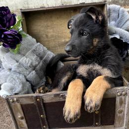 Daenerys Targaryen - Bi-color female German Shepherd puppy in Chino, California from BlueStone K9