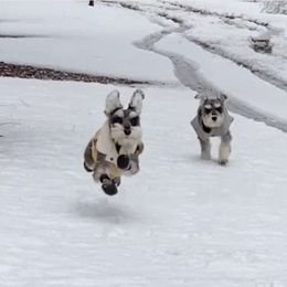 Miniature Schnauzer Puppies from Bear + Bean Schnauzer Farm