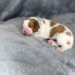 Reba - Blenheim female Cavalier King Charles Spaniel puppy in Calhoun, Georgia from Cavis at Wryah Farm
