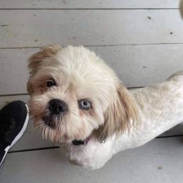 DenDen - Shih Tzu