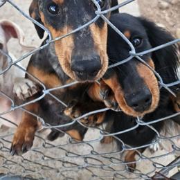 Dachshund puppies from The Weenie Farm