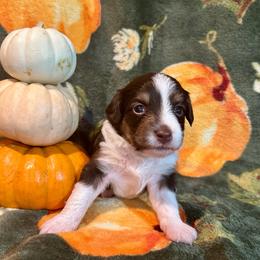 Maple - Red tri-color female Aussiedoodle puppy in York, Pennsylvania from Puppies at The Happy Acre Farm