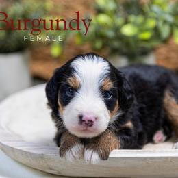 Burgundy - Tri-color female Bernedoodle puppy in Alpharetta, Georgia from Doodles of Buckhead