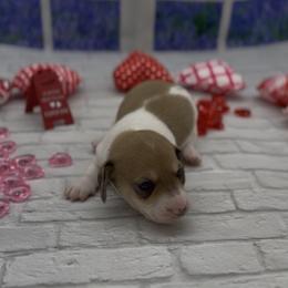 Cream piebald Smooth Female - Cream female Dachshund puppy in Killeen, Texas from Southern Dachshunds
