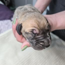 Boy 1 - Fawn male Great Dane puppy in Albany, Oregon from Red Cloud Australian Shepherds and DeGray Great Danes & Bulldogs