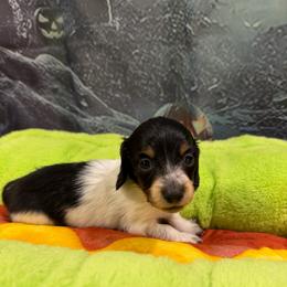 Dots - Piebald female Dachshund puppy in Irving, Texas from DFW Dachshunds by G & S