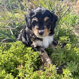 Female Four, Black Phantom Tri - Black tri-color female Aussiedoodle puppy in Parma, Idaho from Arena Valley Acres