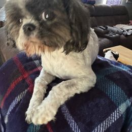 Chewy - Shih Tzu