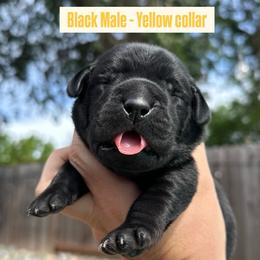 Yellow Collar - Black male Labrador Retriever puppy in Galt, California from On My Side Kennels