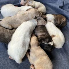 Colum - Sabled cream male Borzoi puppy in Clinton, Tennessee from Ivanhoe Borzoi