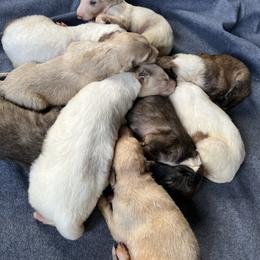Colum - Sabled cream male Borzoi puppy in Clinton, Tennessee from Ivanhoe Borzoi