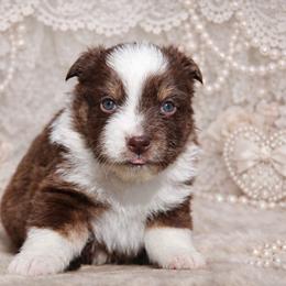 Pluto-1250 - Red tri-color male Australian Shepherd puppy in Star City, Arkansas from Blush & Lace Aussie Co.