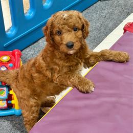 Lightning - Red  male Goldendoodle puppy in Montgomery, Texas from Texas Bello Doodles