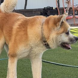 Japanese Akitainus from The Akita INU Club, California