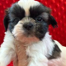 AKC - Waffles Champions Bloodline - Tricolor male Shih Tzu puppy in Long Beach, California from Prieto Shih-Tzu's